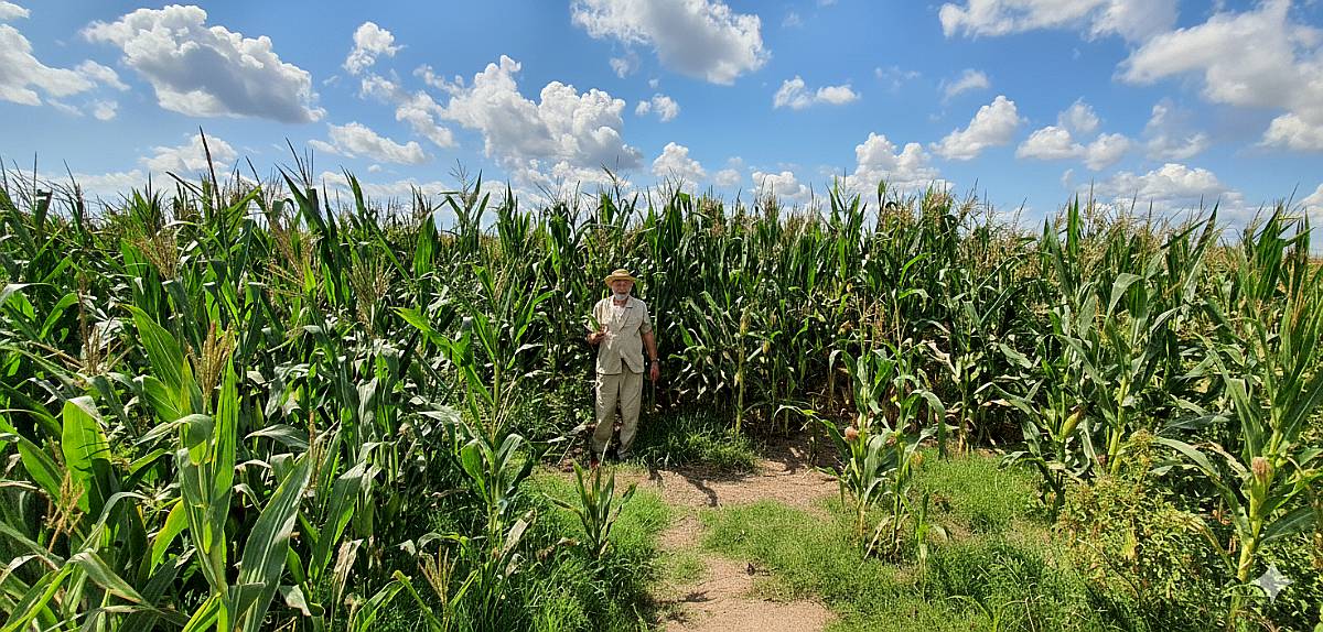 🌾 Campo Mixto en Venta/alquiler – 450 Has en Laboulaye