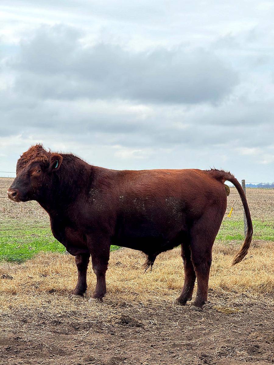 Vendo o Cambio Toros