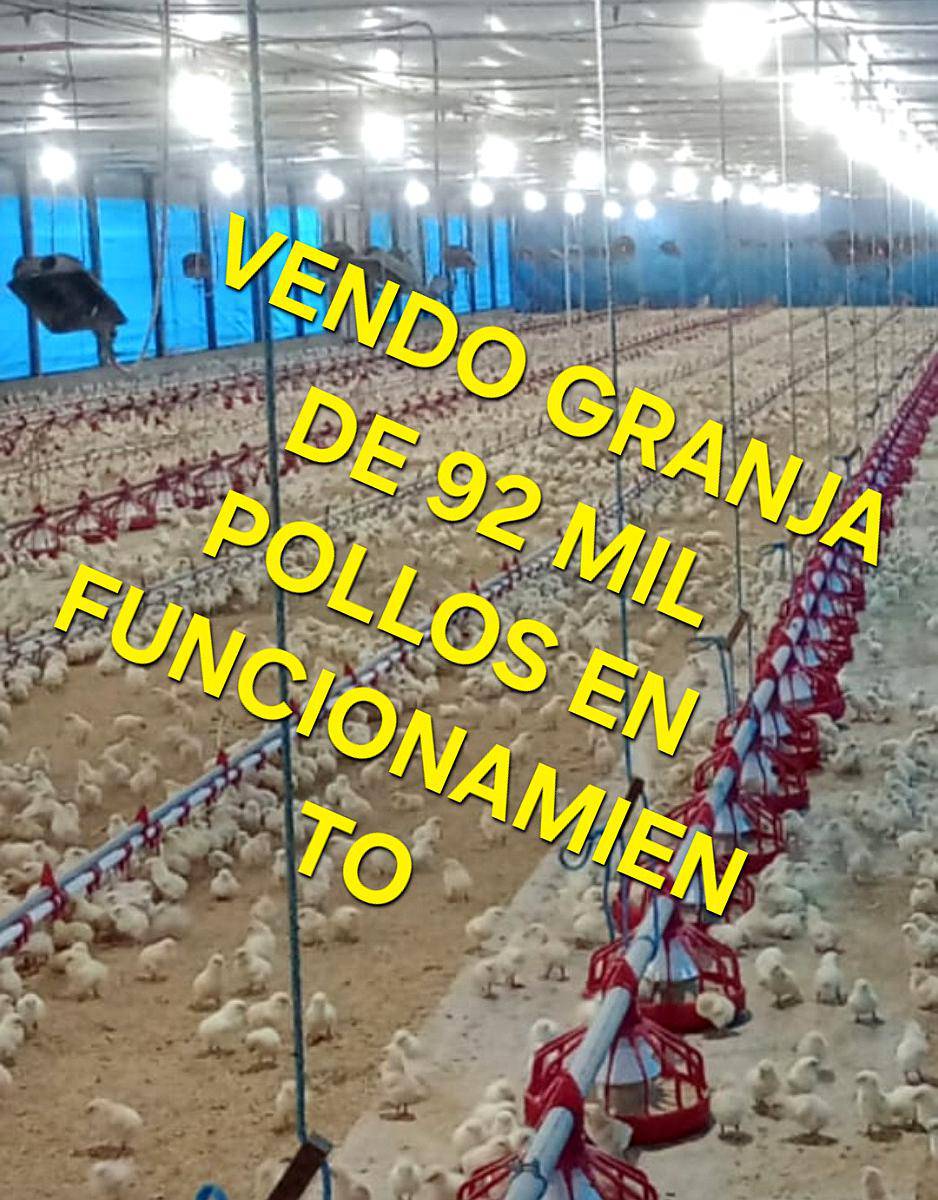 Vendo Granja de Pollos. 92.000 de Capacidad. Automatico