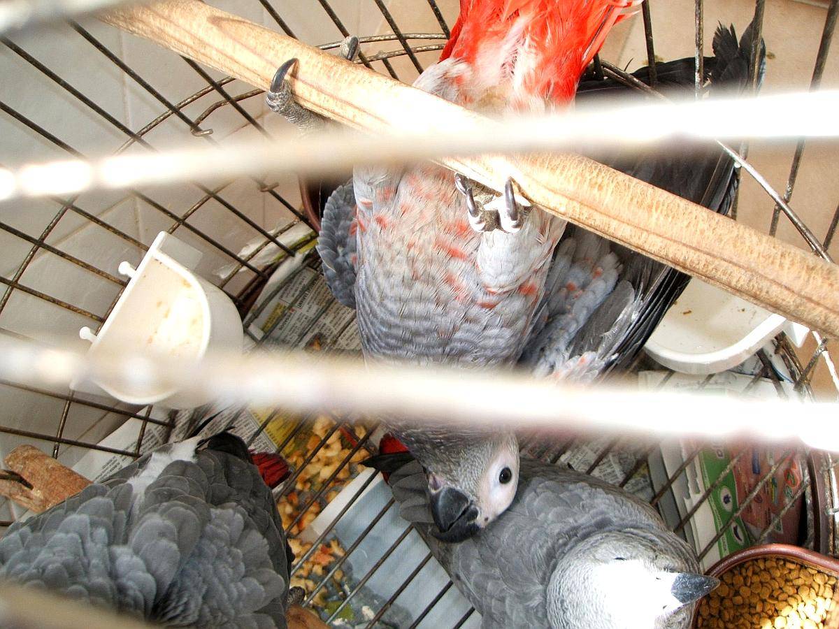 Guacamayos Azules y Dorados y Loros Grises Africanos