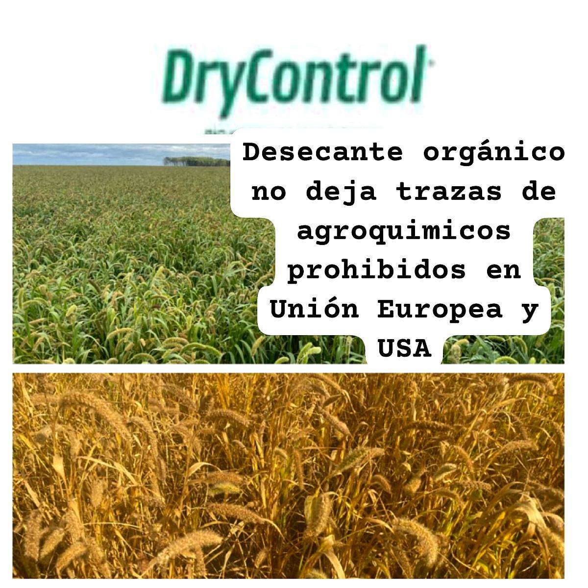 Desecante Orgánico Control DRY