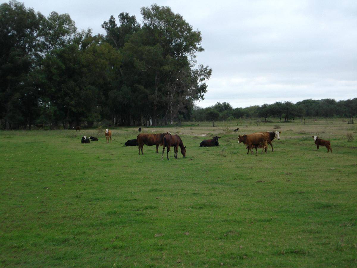 Campo en Alquiler en Suardi, Prov. Santa FE