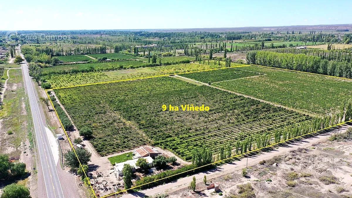 Se Vende Viñedo de 9ha en San Rafael - Mendoza