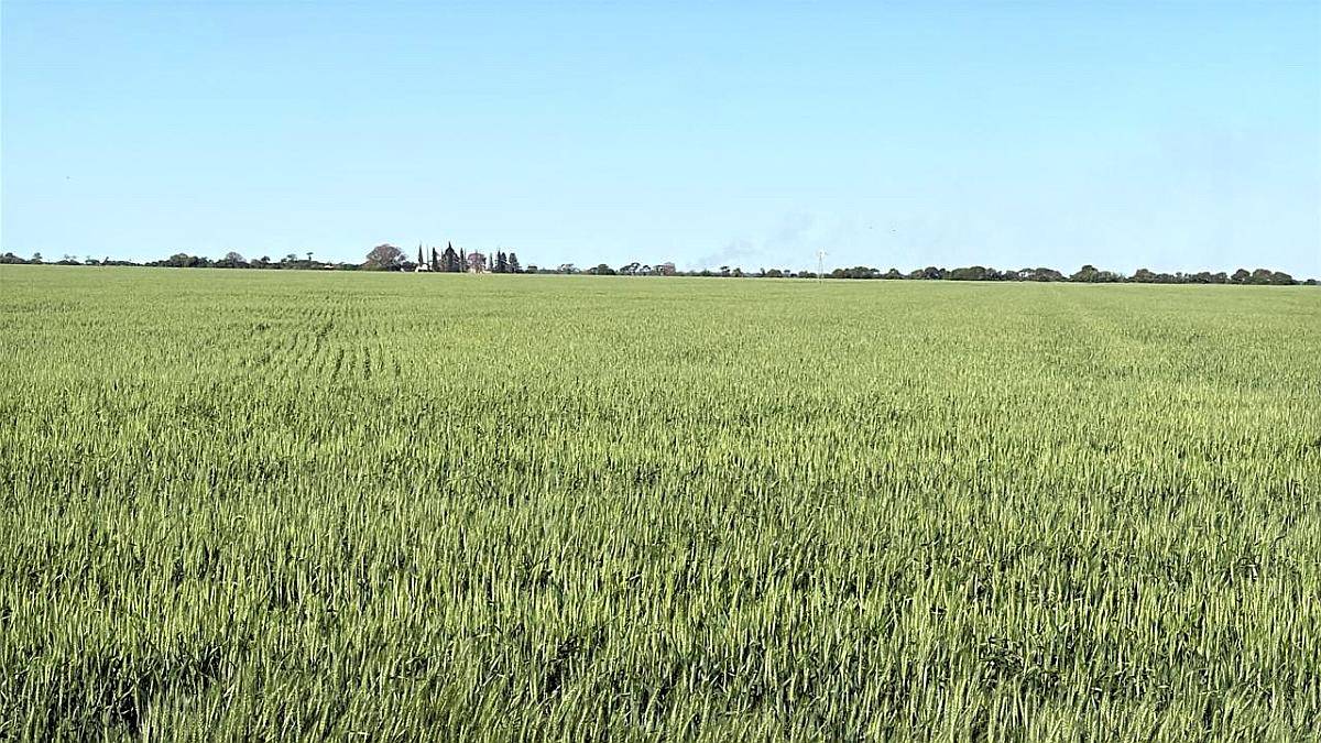 203 Ha Agricolas Suelos Clase 1