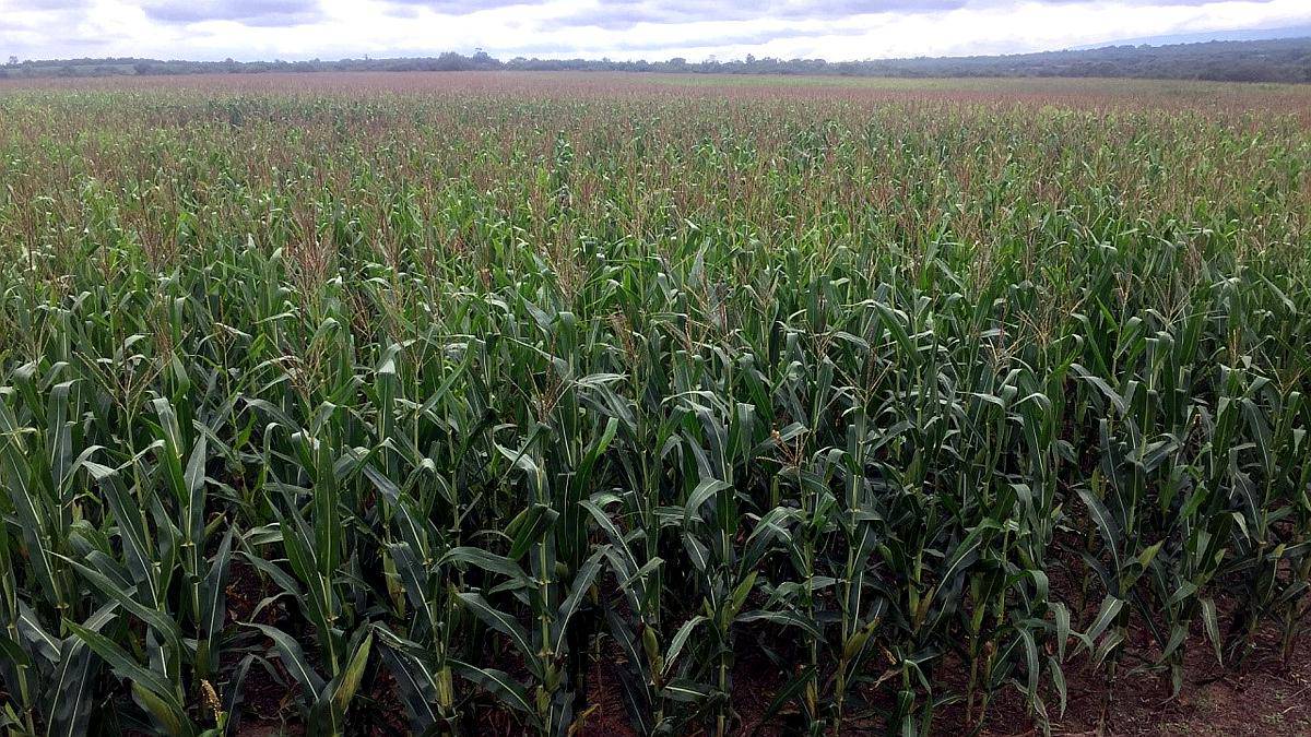 Campo Mixto de 900 Has en Rosario de la Frontera