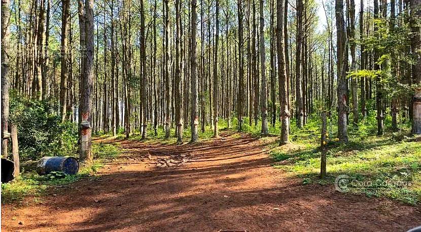 Se Vende Campo 740 Ha Ganadero-forestal en San Vicente, Misi