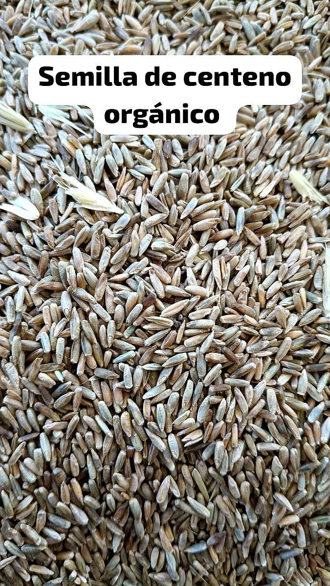 Semilla de Centeno Orgánico