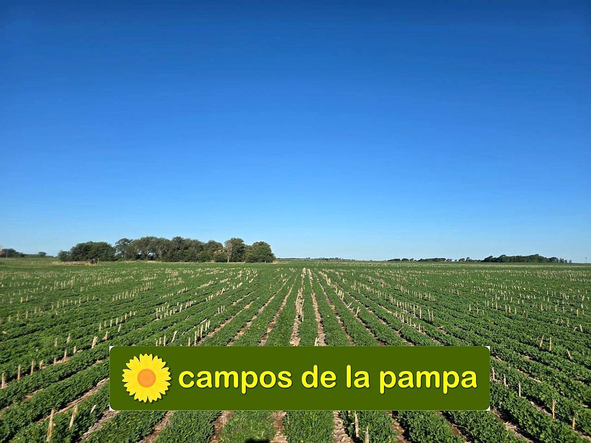 Cordoba – Venta muy Buen Campo Agricola 440 Ha Pampa Arenosa