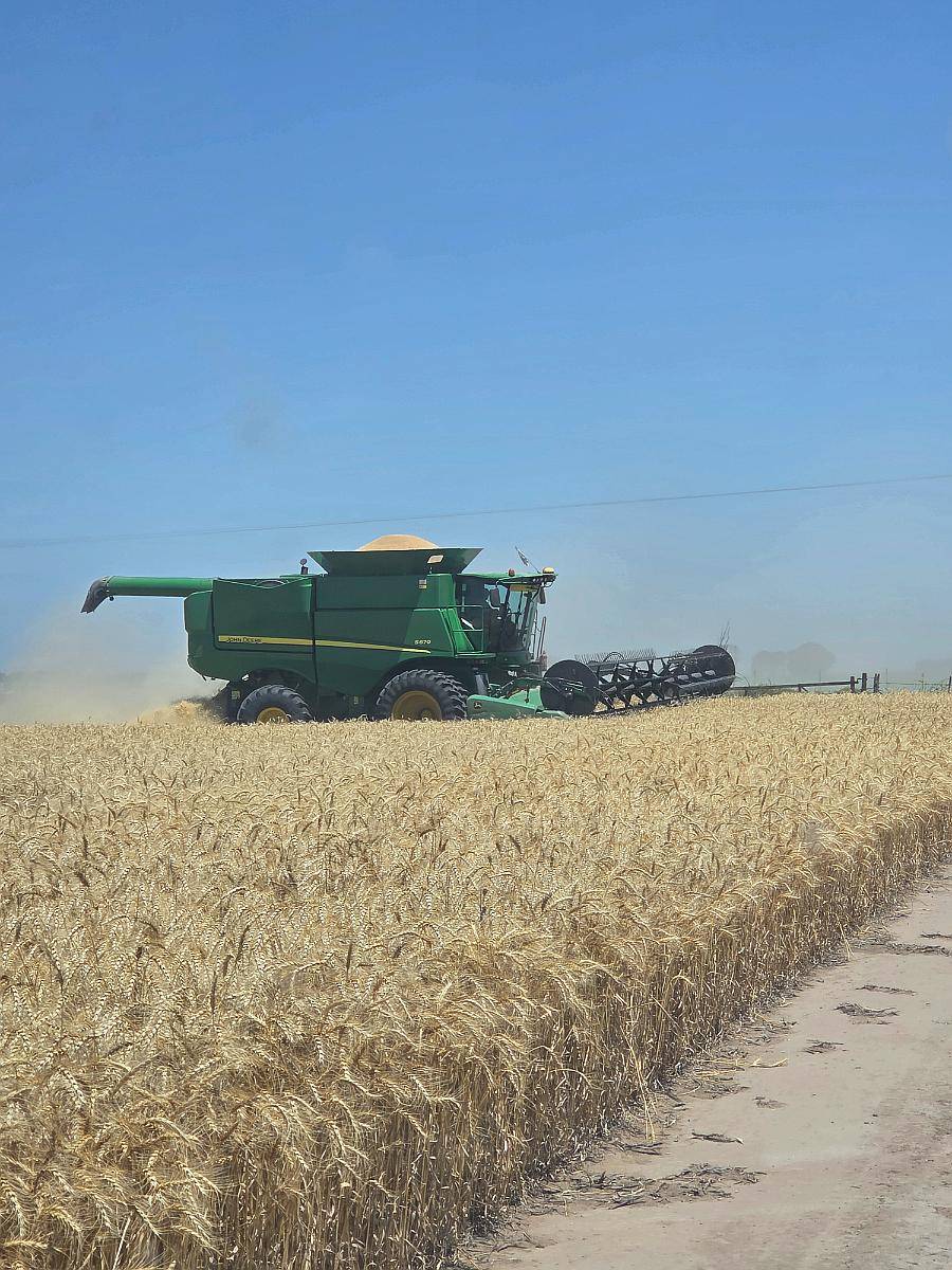 Ofrezco Servicio de Cosecha Fina en SUR de Buenos Aires