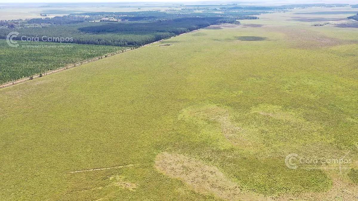 Se Vende Campo Ganadero de 505 Ha en Virasoro, Corrientes