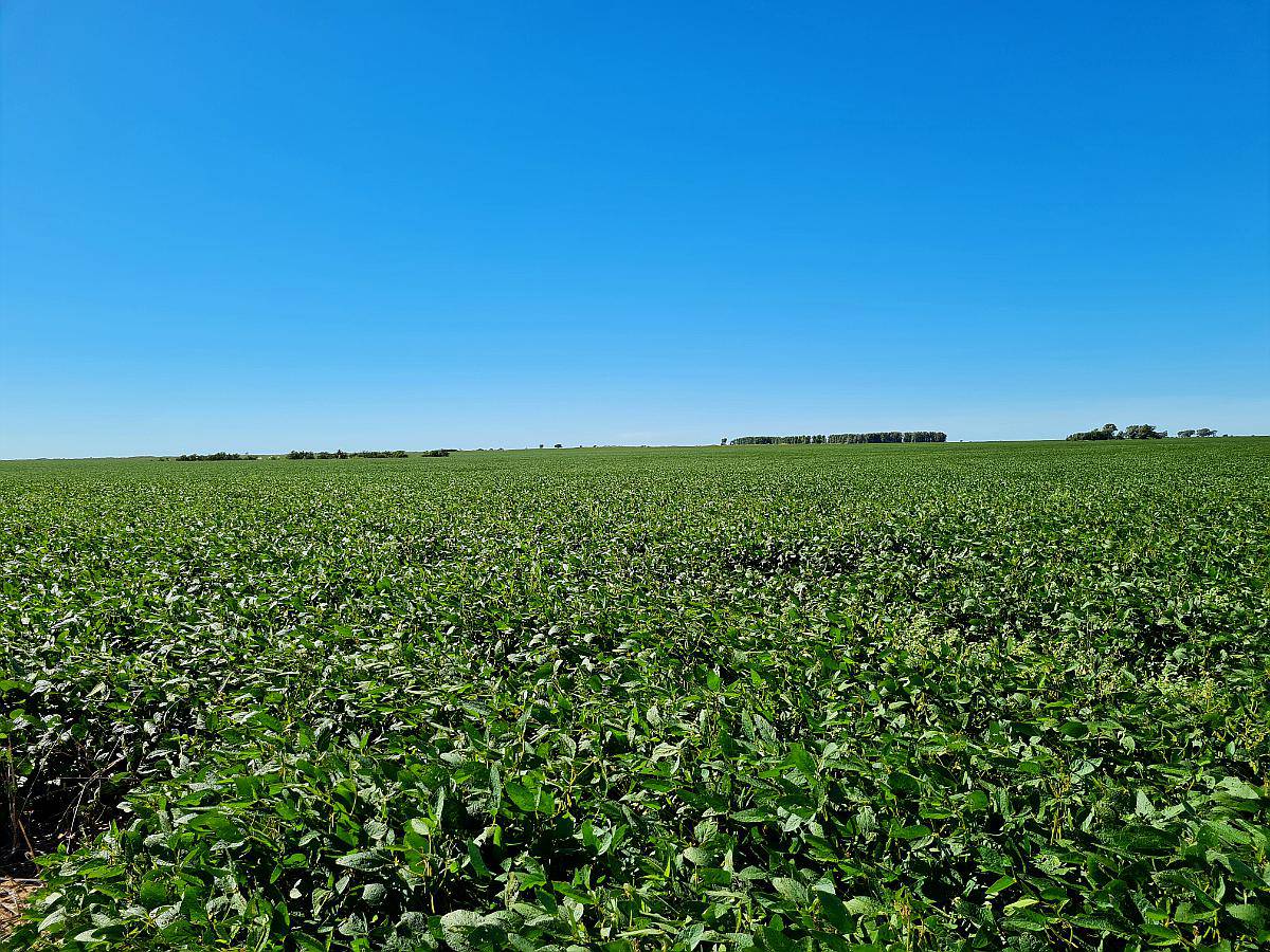 Vendo 1000 Ha en Chamaico