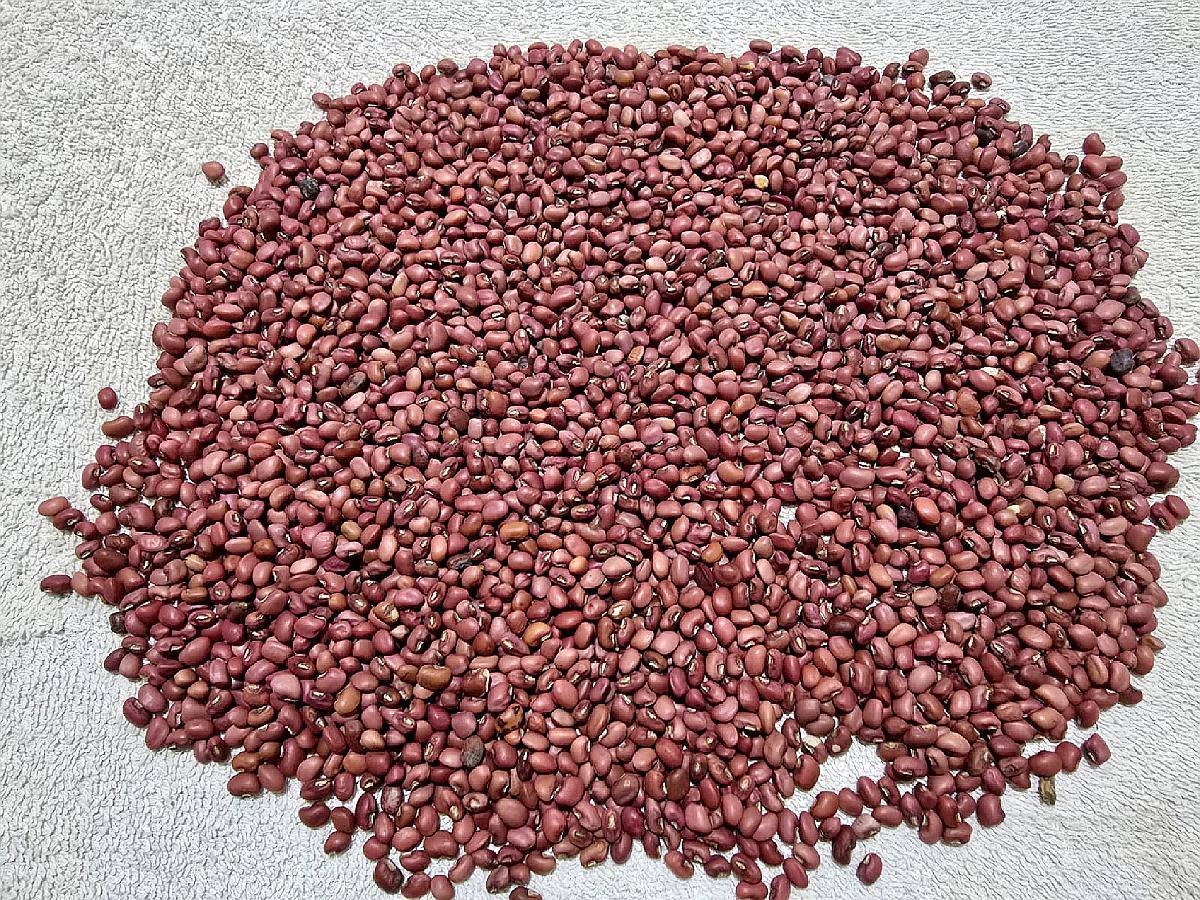 Poroto Pitaí Paraguayo Procesado, Lustrado y Embolsado 25kg