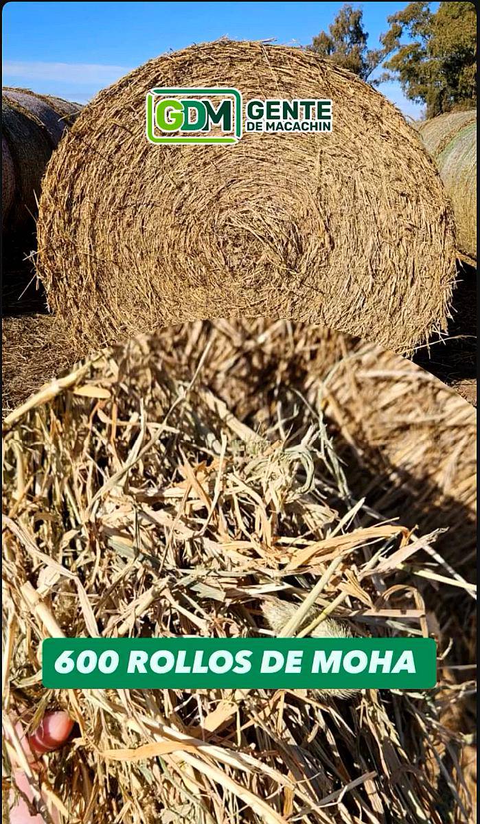 Rollos Alfalfa, Moha, Sorjo Forrajero Azuc, Vicia