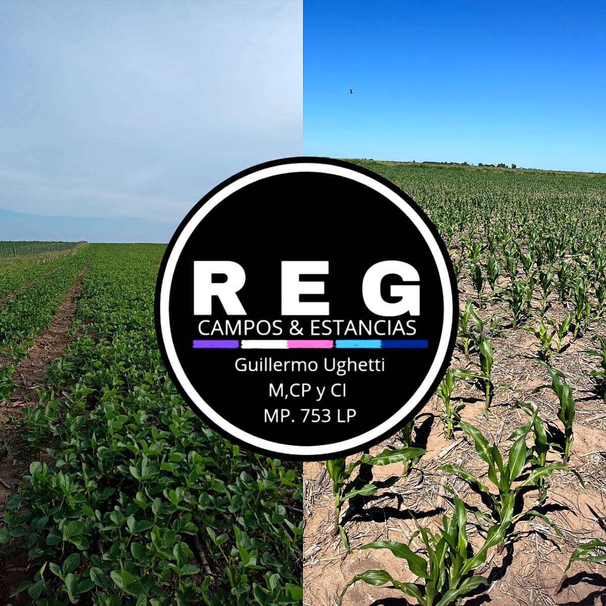 1000 Hectareas en Hilario Lagos, la Pampa