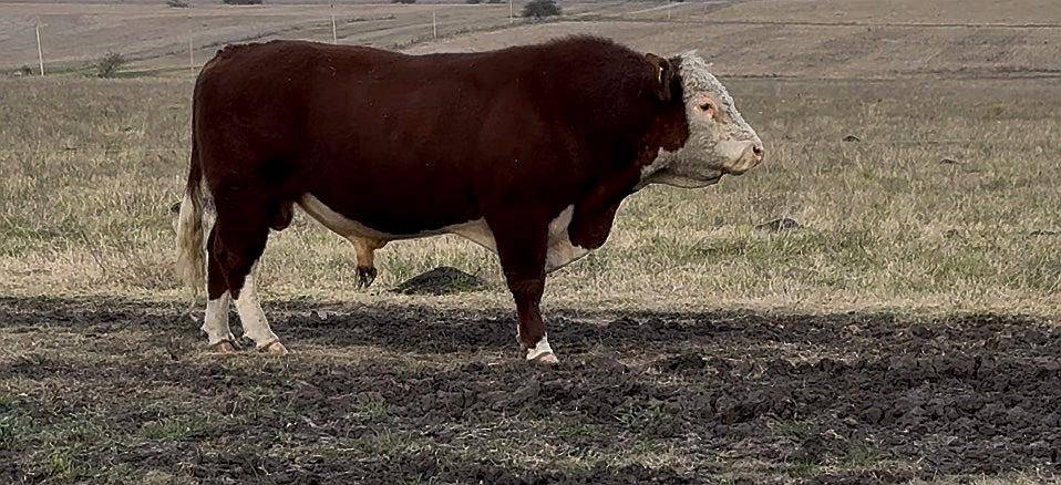 Toros P. Hereford . Excelente Estado