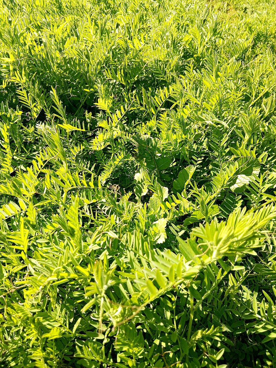 Vicia Villosa, Semilla .