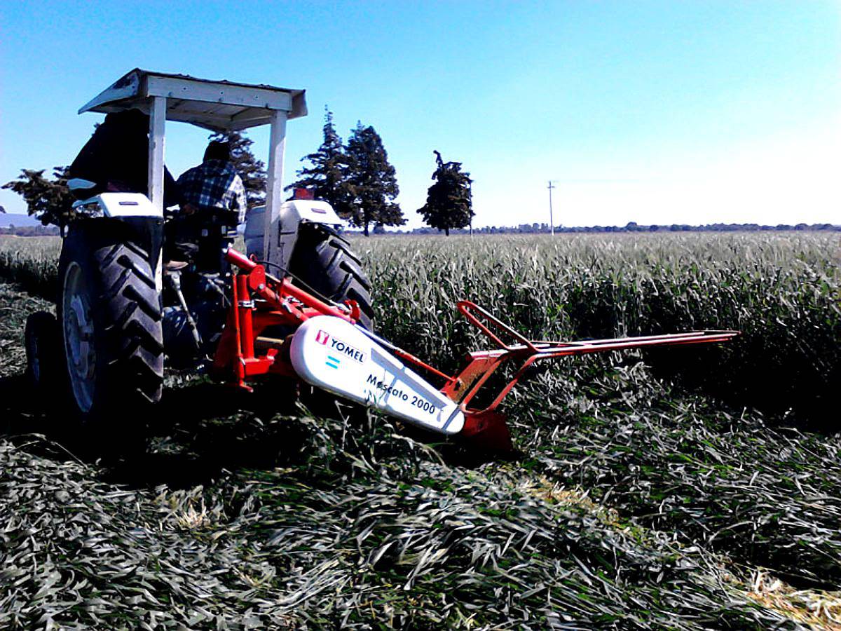 Segadoras Yomel - Moscato 2000 sin Acondicionado