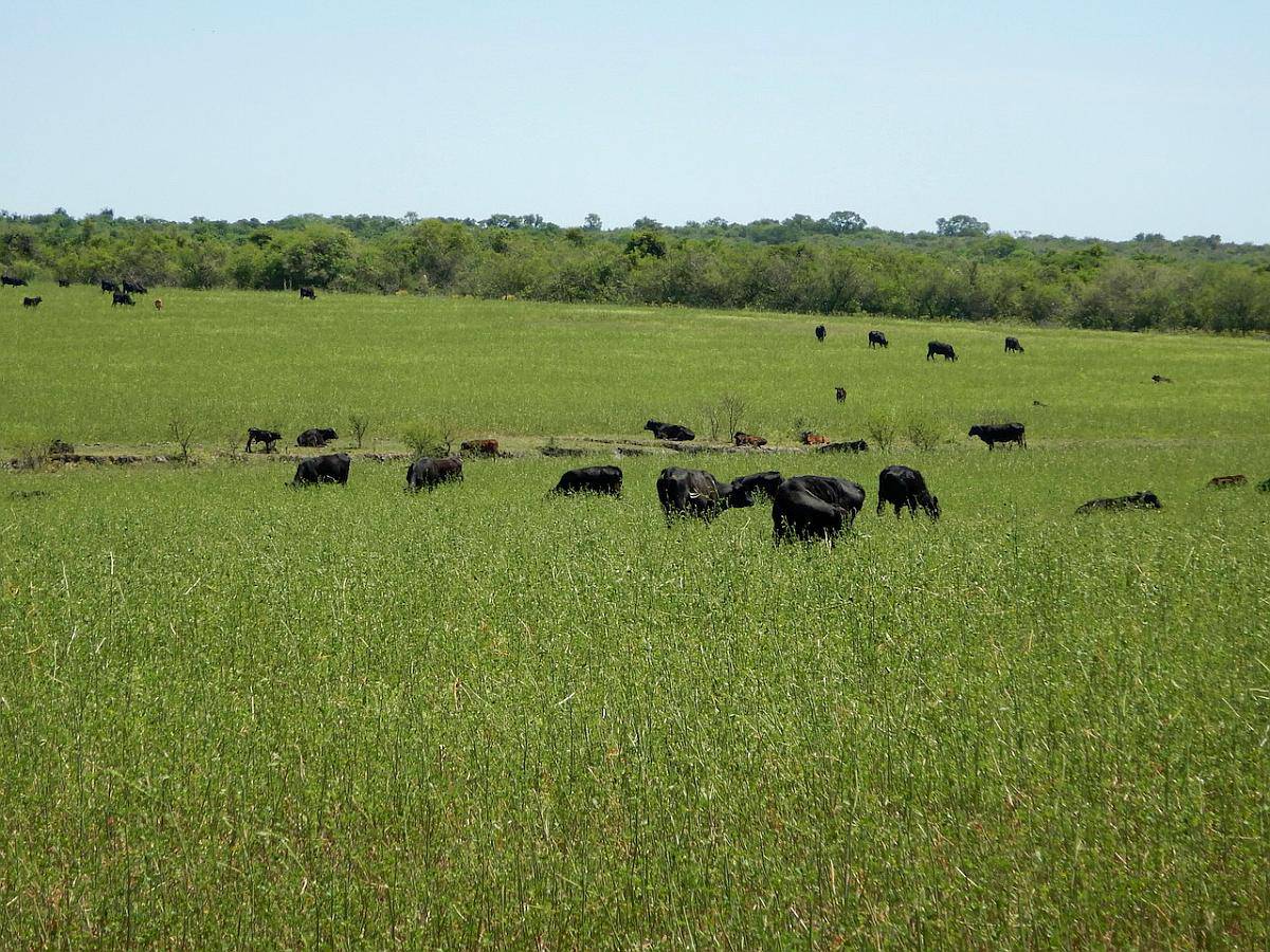 4000 Has Mixtas 235 Has Aptitud Agrícola 3765 Has Ganaderas