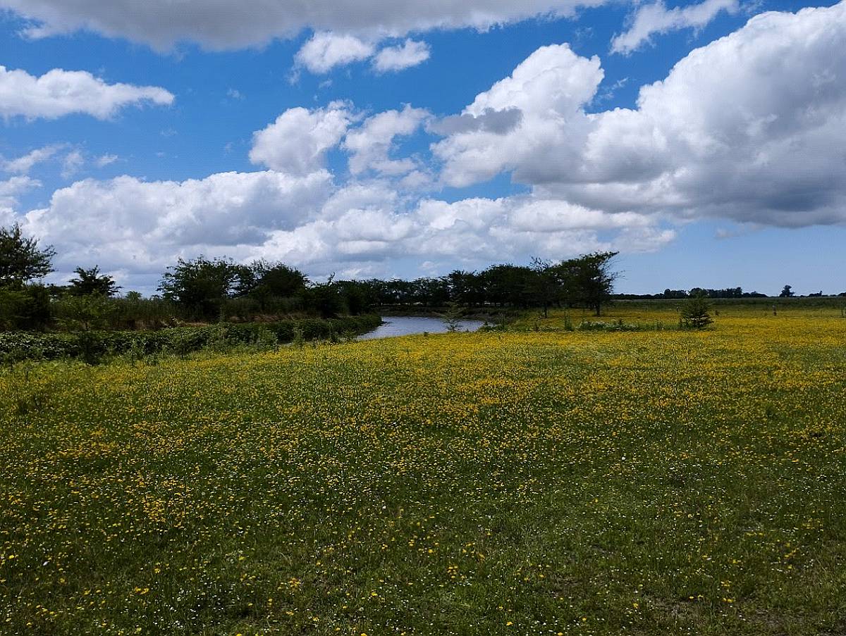 Campo Ganadero en Pipinas (bs. AS) - 881 Has