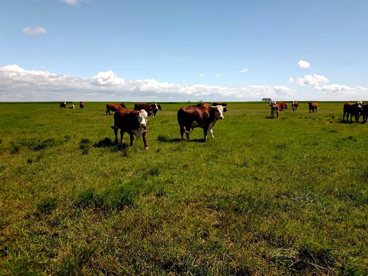 2700 Hectáreas Ganaderas en Ceibas en Gualeguaychú.