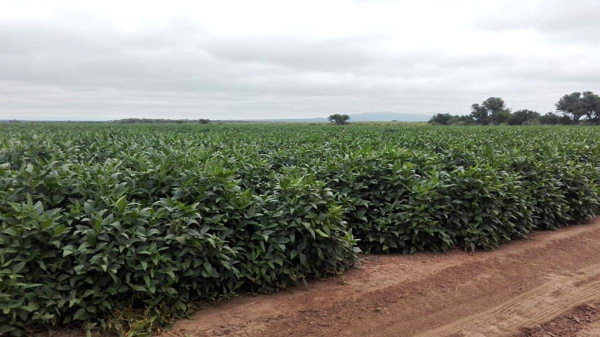 Excelentes 500 Has. Agrícolas en Rapelli, Santiago.