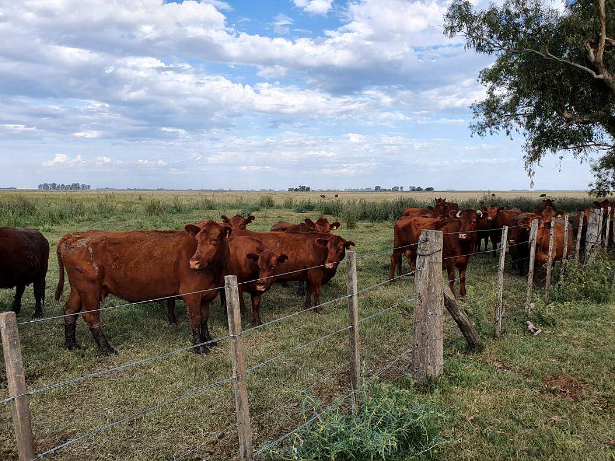 8.900 Has en Pehuajo Ganaderas MAS Agric. Unicas.