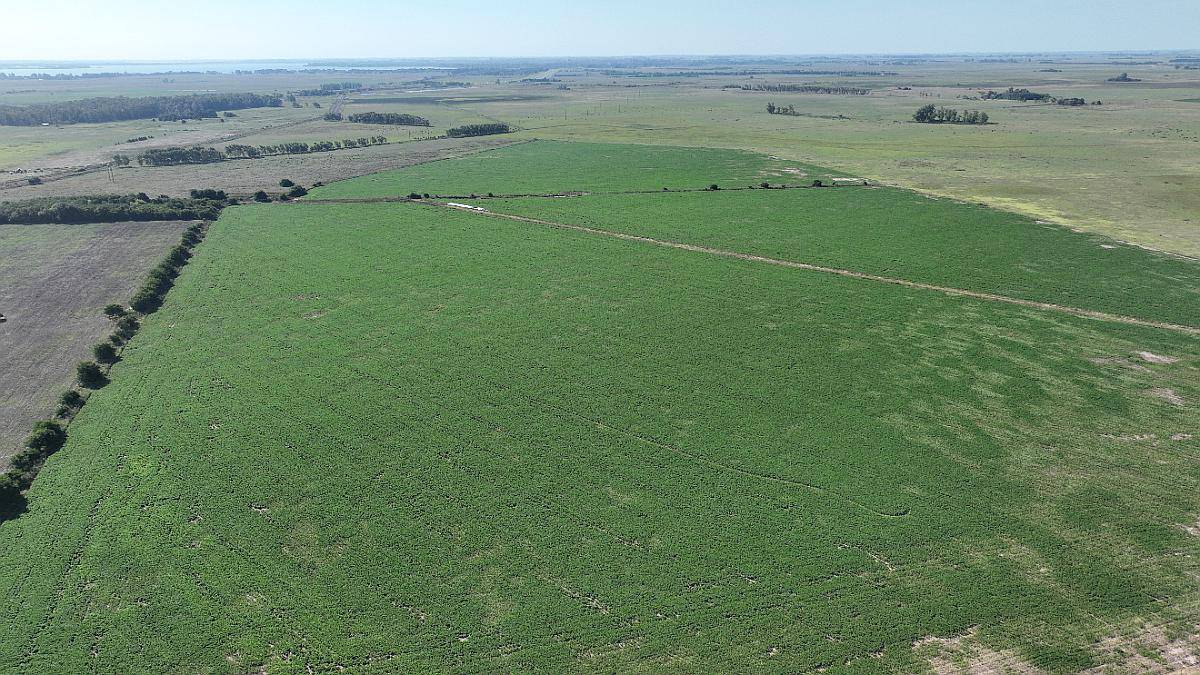 Chascomús, Buenos Aires - 1.038 Ha