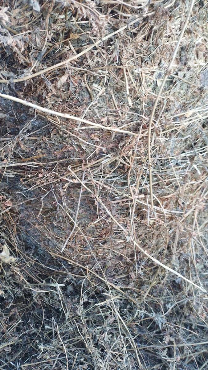 Forraje/ Rollos de Alfalfa y Pastura