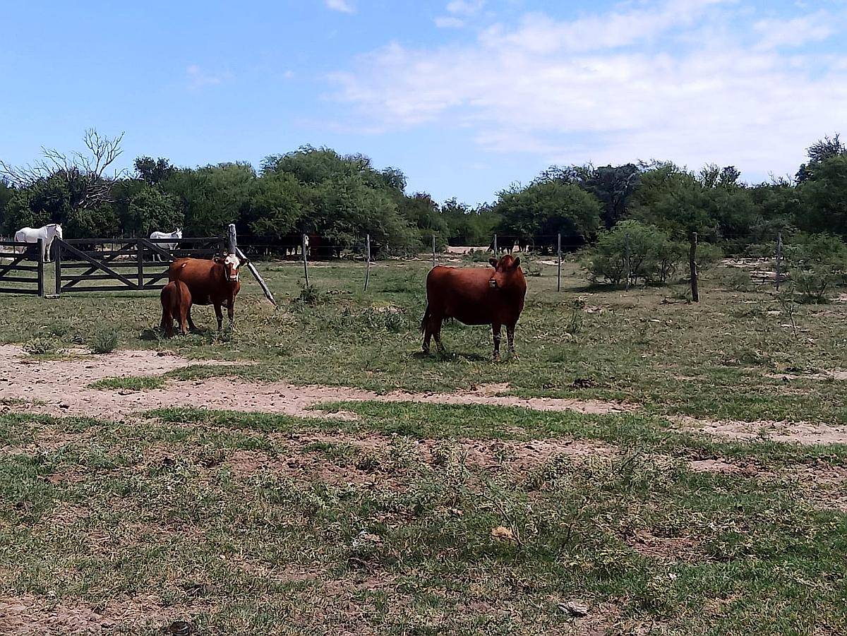 Vendo Campo San Luis