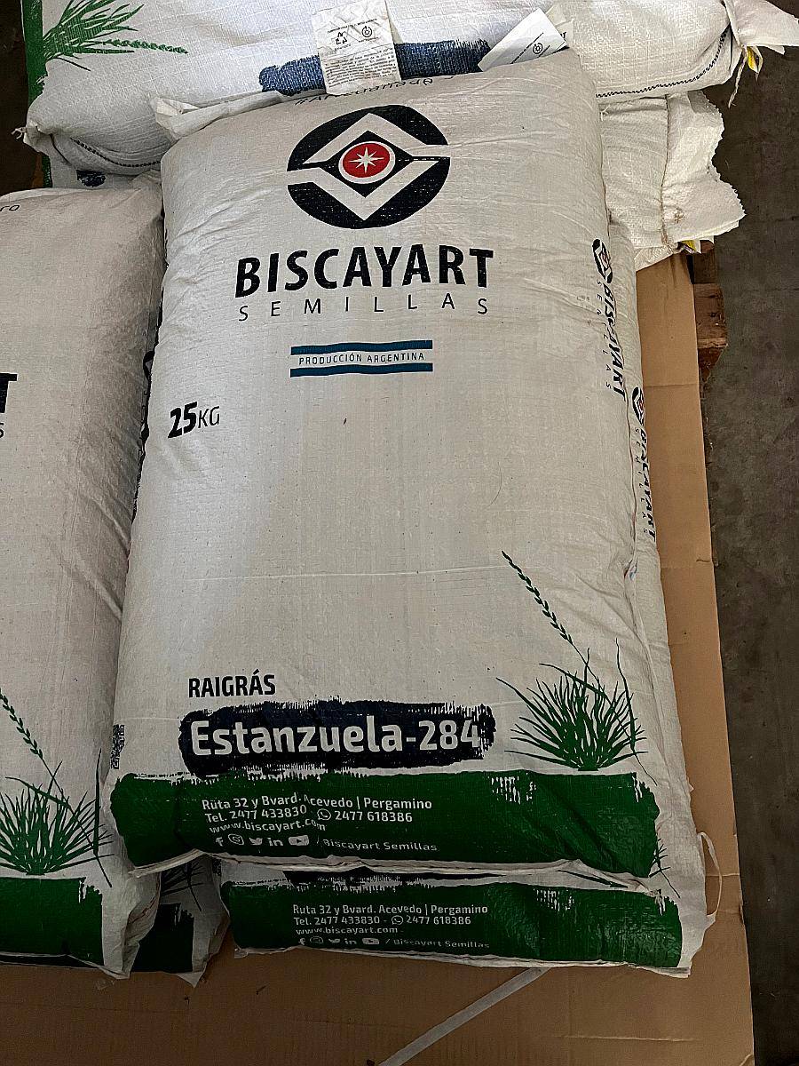 Semillas de RYE Grass