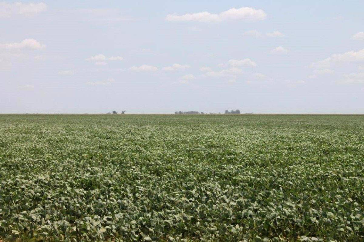 Lp0152 Venta Agricola 300 Has Chapaleufu, la Pampa