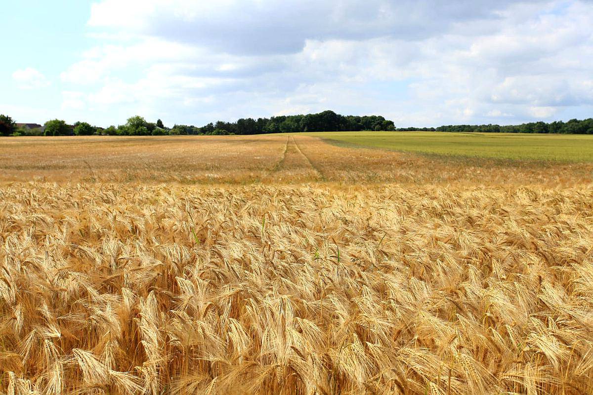 150 Ha Agrícolas. Paraná