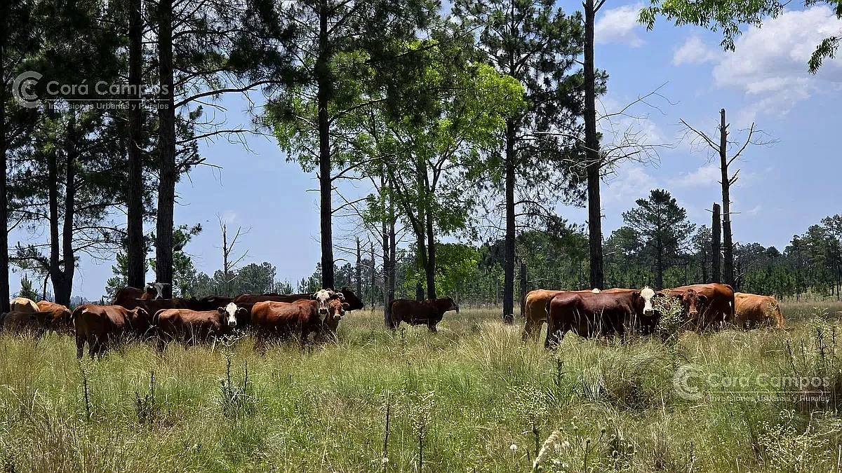 Se Vende Campo de 860 Ha Santo Tomé Corrientes.