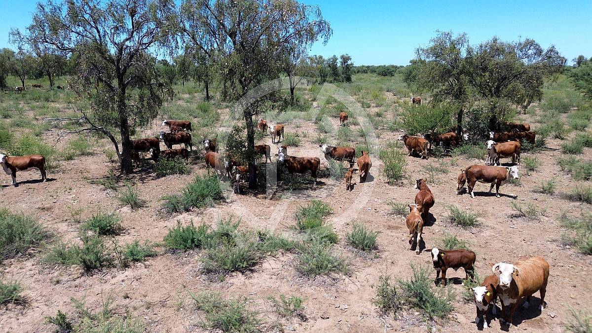 Campo Ganadero- 3.000 Ha en Chuña, Córdoba