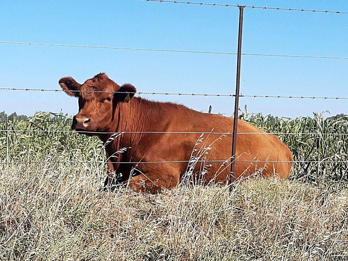 Venta 200ha en Rivera Provincia de Buenos Aires