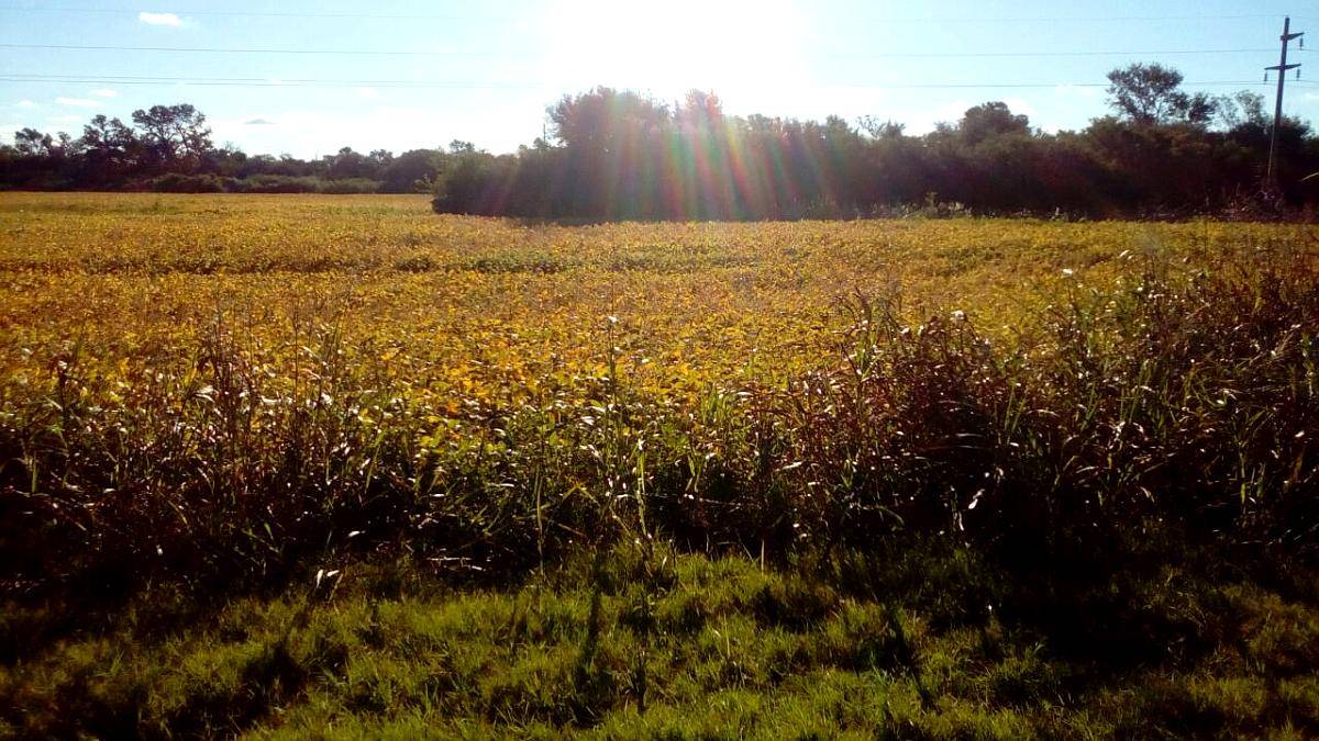 Vendo Lote de 30 Hectáreas Sobre RN 95 Sáenz Peña Chaco