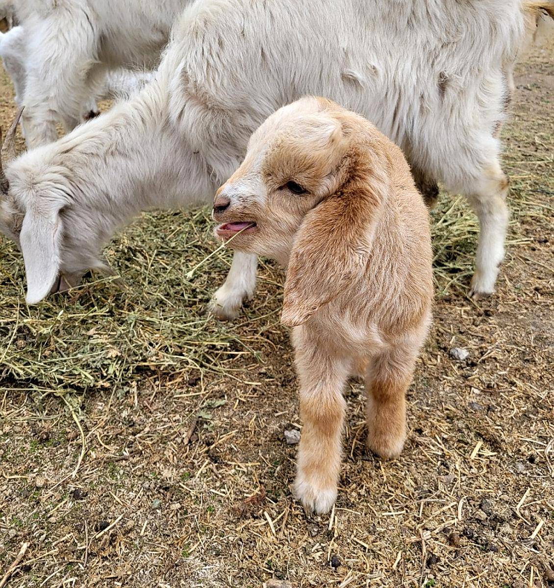 Cabra Chivo Cabrito Machos y Hembras de Todas las Edades.
