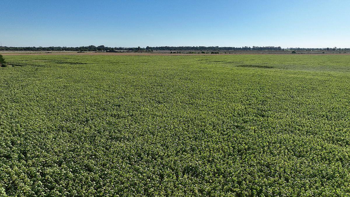 Monte, Buenos Aires - 1.082 Ha