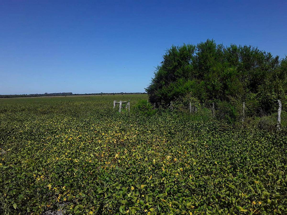 650 Hectareas Mixtas E. Rios