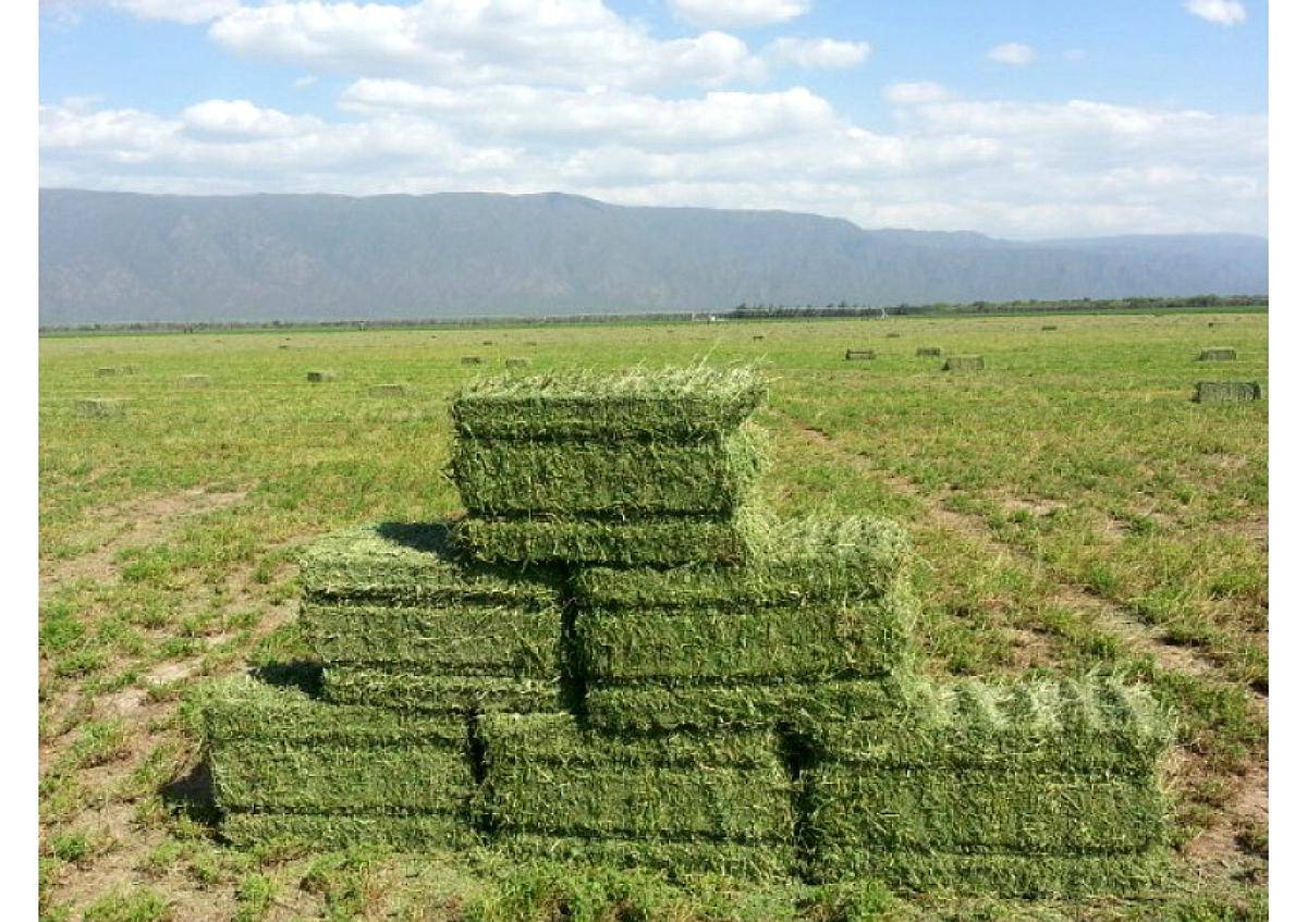 San Rafael Finca de 64 Has con Pozo Sobre Ruta 154