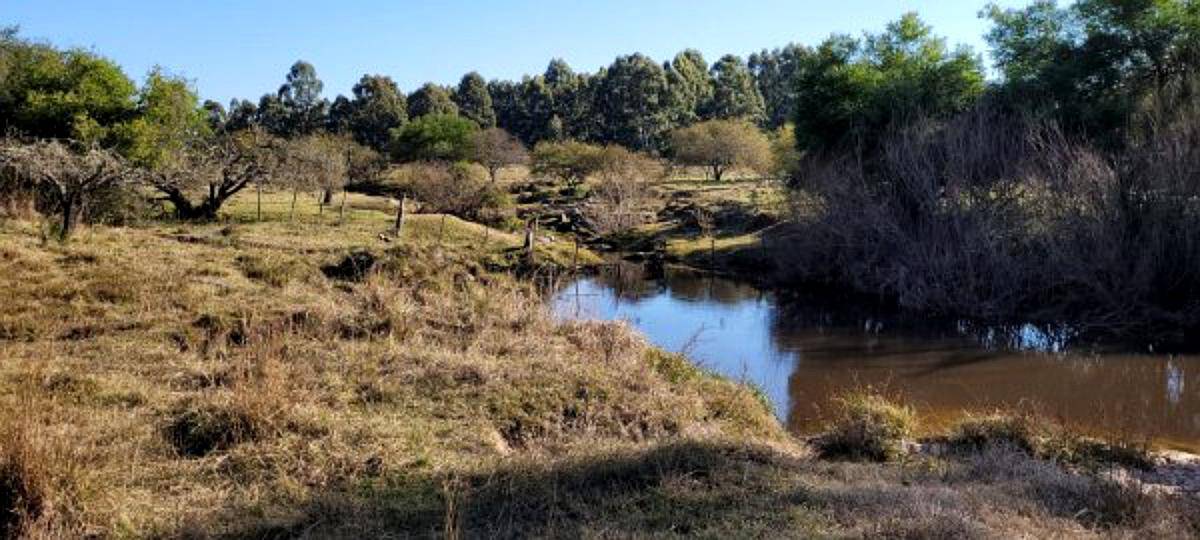 Campos Forestales en Venta