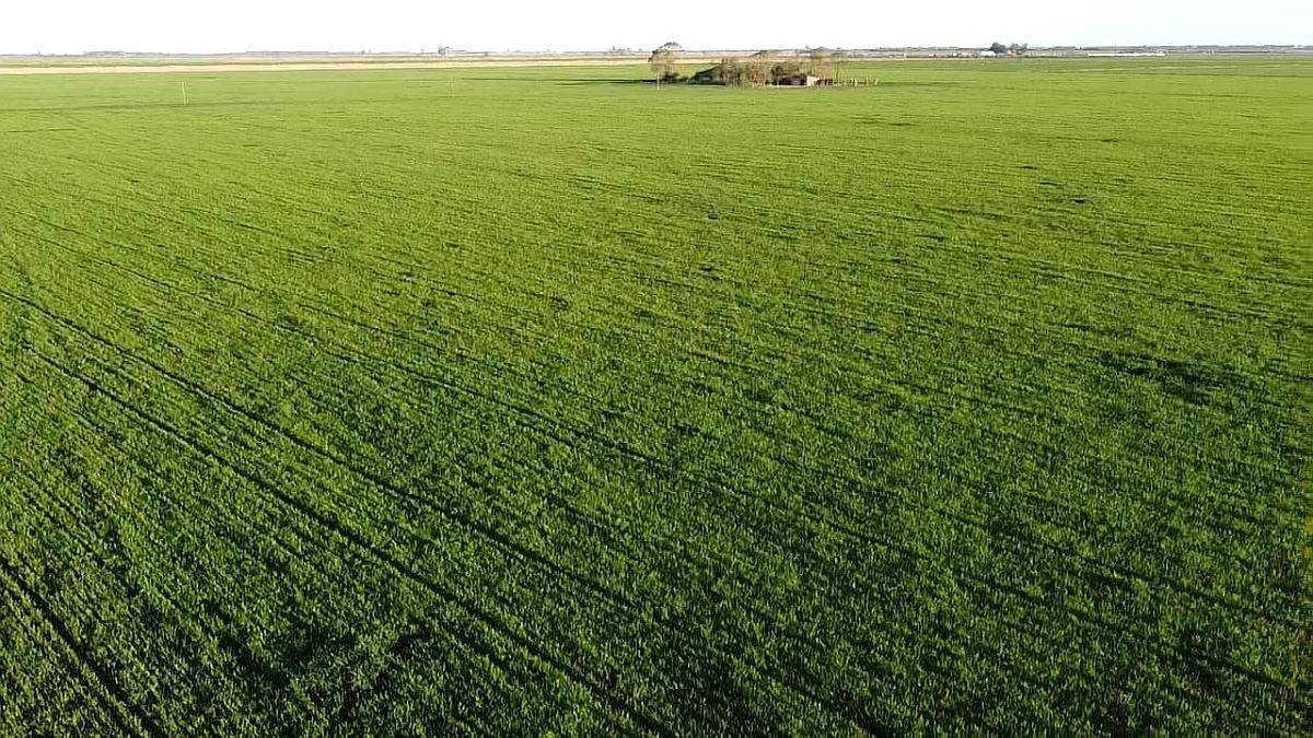 Vendo Campo 283 Ha Morrizon