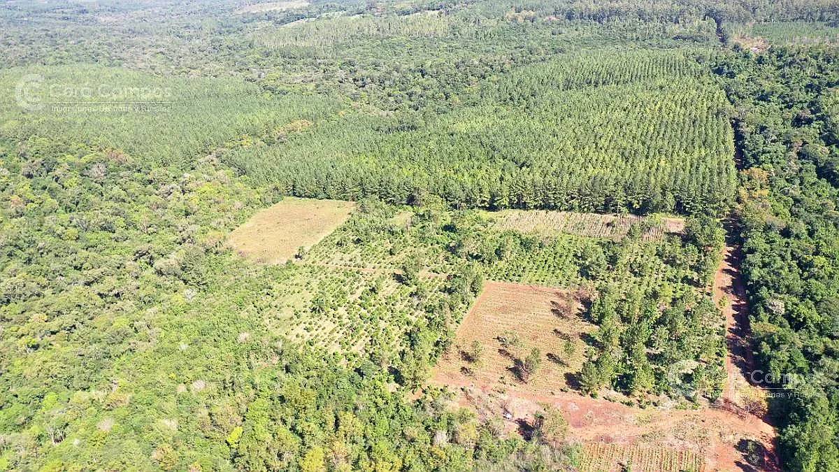 Se Vende 29 HA. con 4 Ha de Yerba Mate. Gobernador Roca Misi