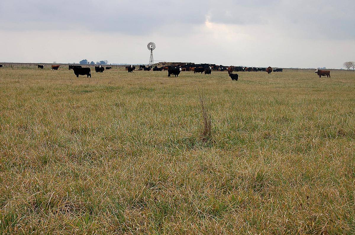 Campo en Venta 800 HA. Mixto. Carlos Casares. Oportunidad.