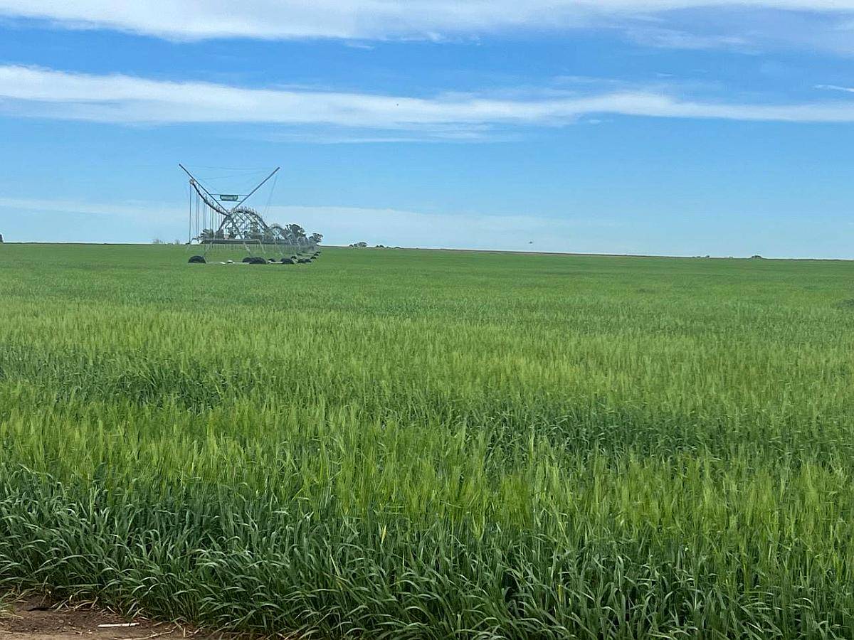 Campo Agrícola 900 Hectáreas