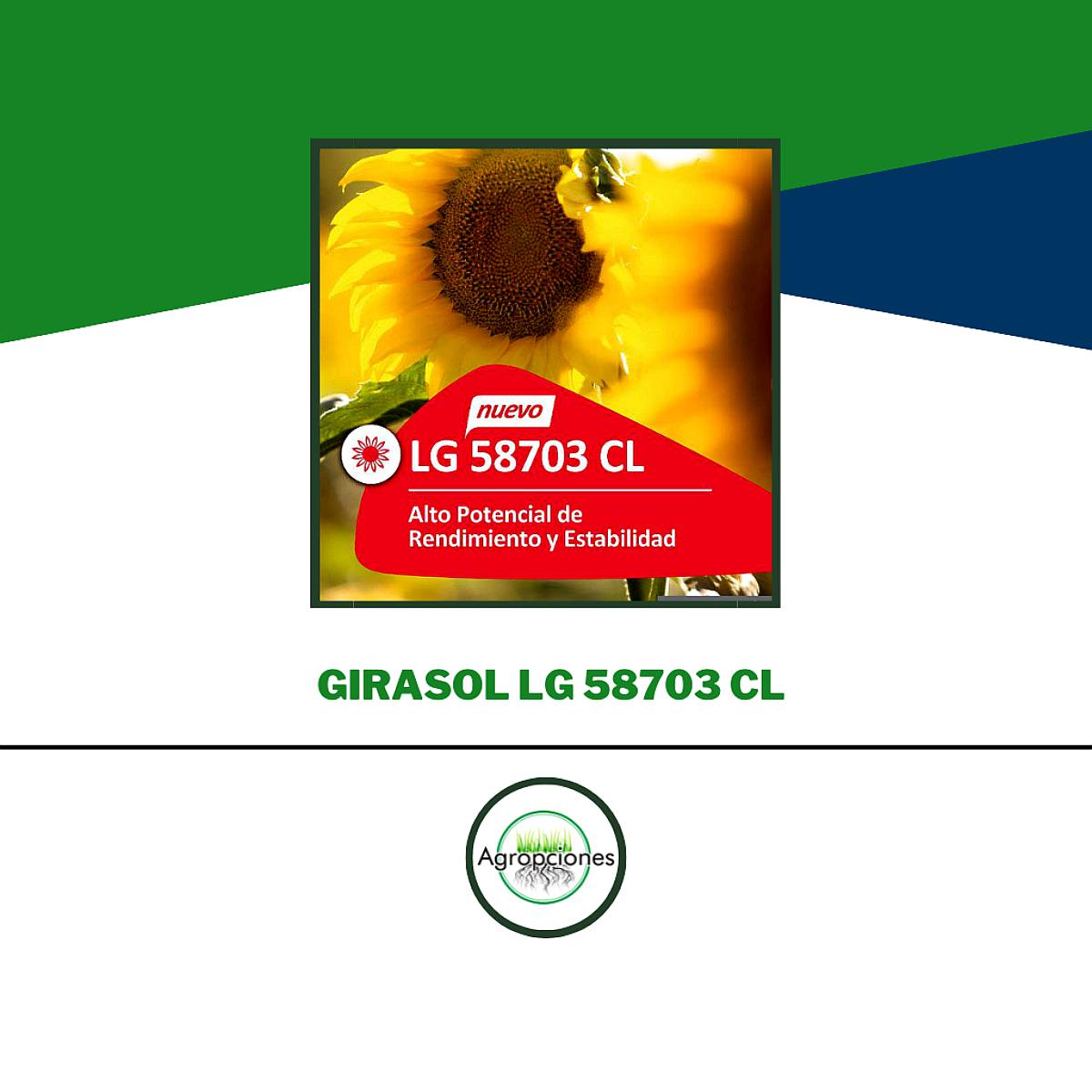 Semilla de Girasol LG58703 CL - Limagrain