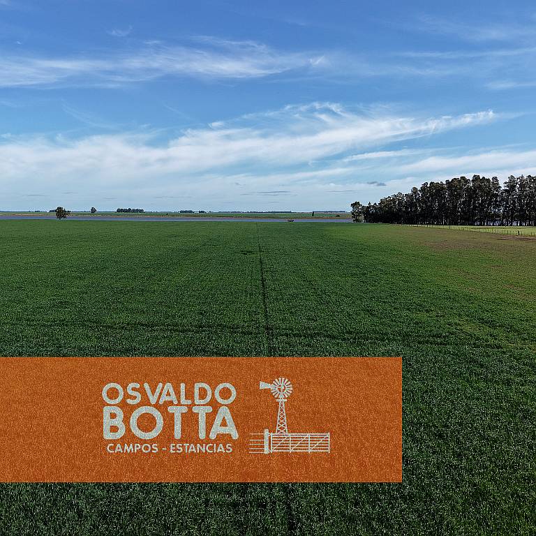 Campo Agricola en Venta, 600 Has Coronel Dorrego, BS AS