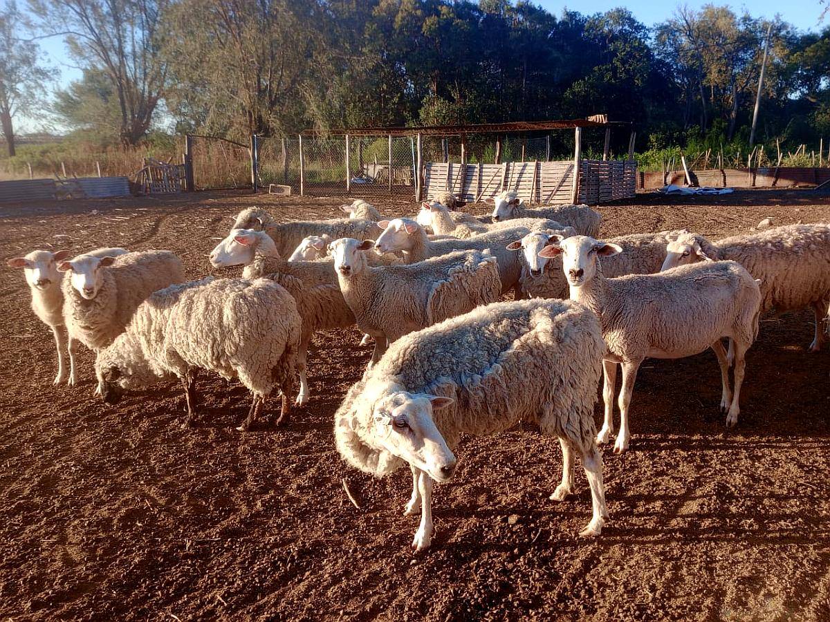 Se Vende Majada de Ovejas
