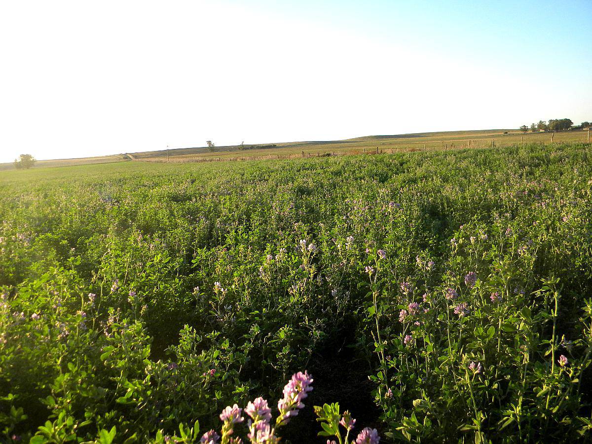 73ha en Camersa MZA con Riego y Alfalfas