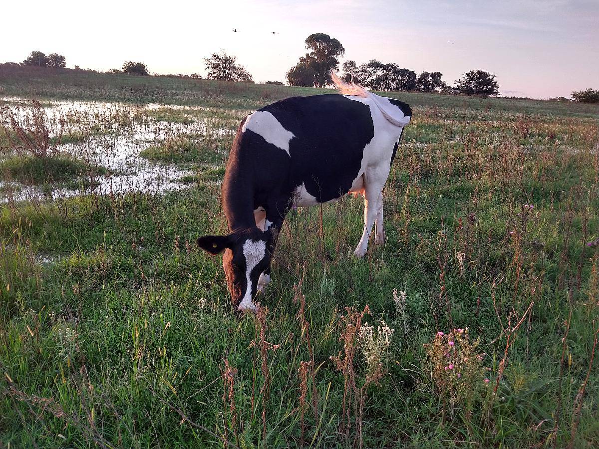 Vendo 2 Vaquillonas Recién Paridas. Promedio de Leche 25 LIT